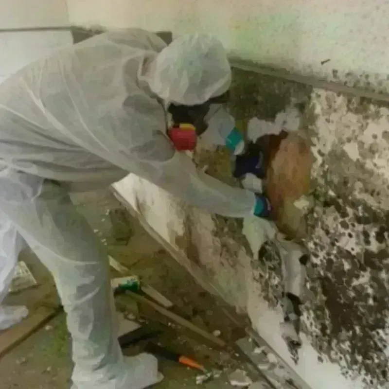 Mold Remediation and Removal in Clarkston, MI